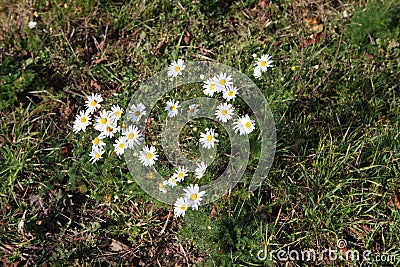 Kamillen auf einer wilden Wiese Stock Photo